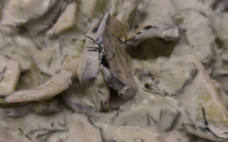 Mizérie - okurkovy salát na polský spusob