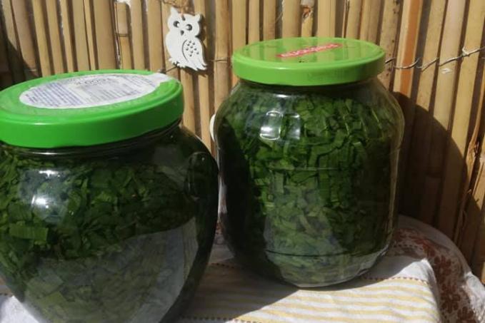 Tinktura z medvědího česneku